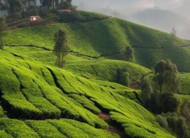 Tee Plantage Indien